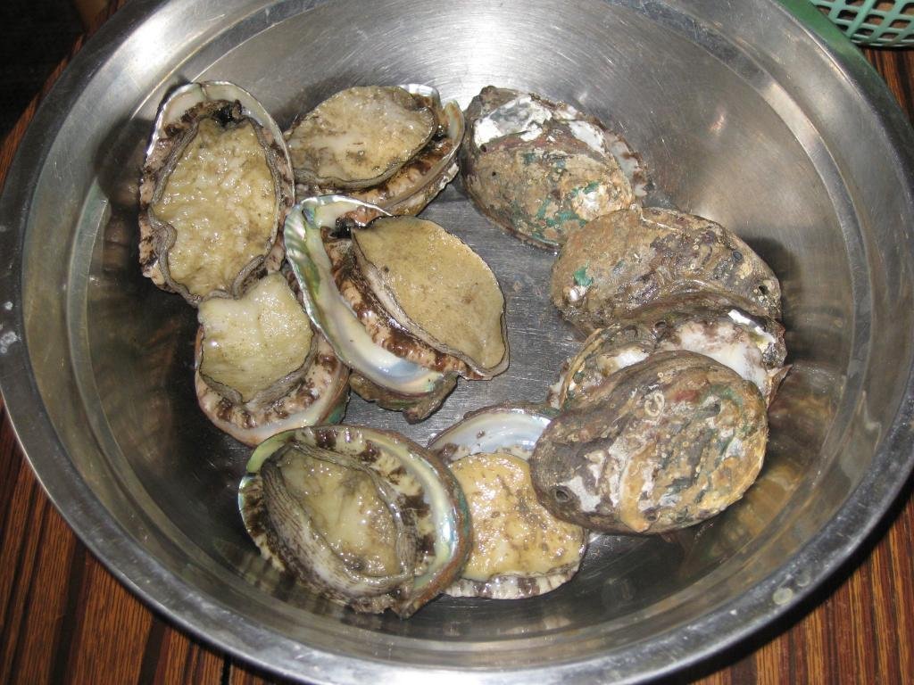 Fresh abalone with 9 of holes