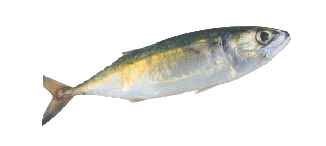  FISH -- Indian   Mackerel 
