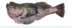 Monkfish