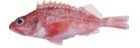 Ocean Sea Perch