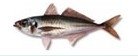 Jack Mackerel