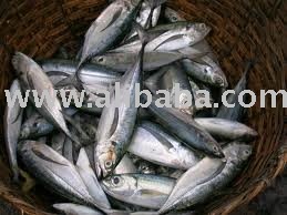 Horse Mackerel