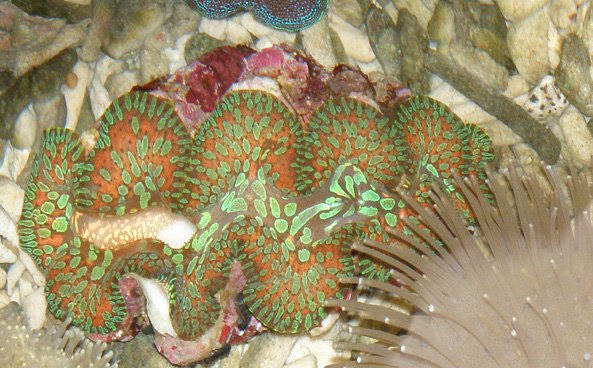  Tropical   Fish , Clam, Coral, Fresh Water  Fish 