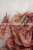 Fresh And Frozen seafood  From All The World