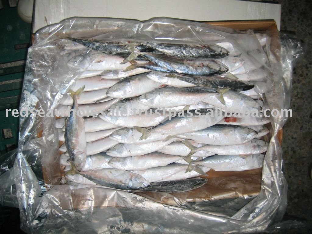 Indian Mackerel