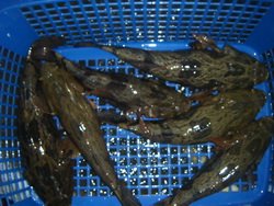  Fresh   pack ed goby fish