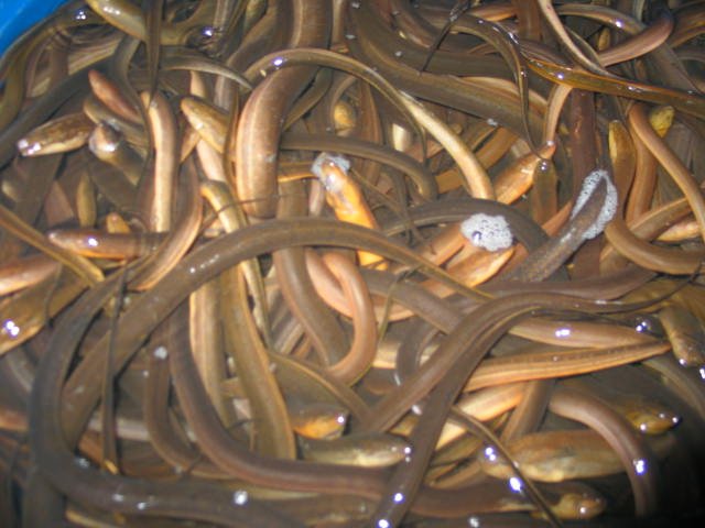 Live Wild Eel