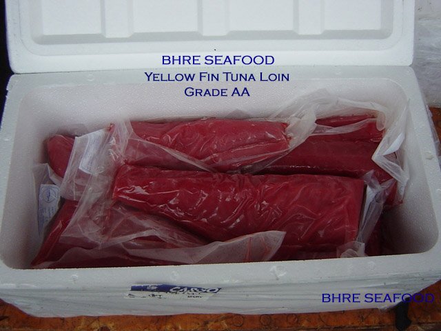 Yellow Fin Tuna ( Thunnus Albacores)