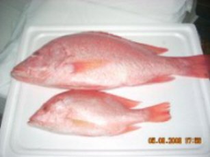 Red Snapper Fish