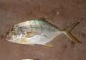  trevally   fish 