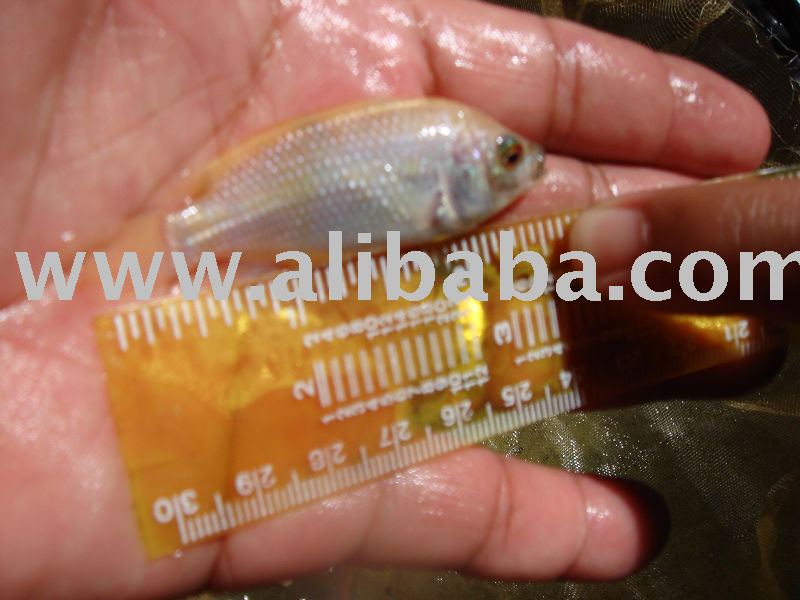 Tilapia  Fish   Seed s