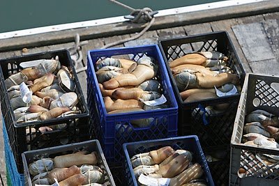 20kg Package Frozen Geoducks on Sale