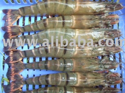 Sell High Quanlity Shrimp from Vietnam