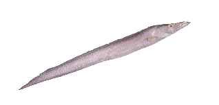  FISH -- Ribbon   Fish 