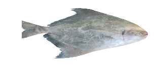 FISH-- Chinese   Pomfret 