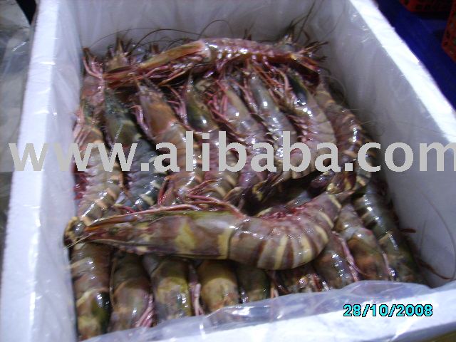 Tiger Shrimps HOSO