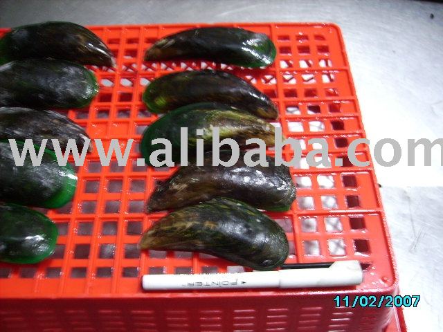 Green Mussels