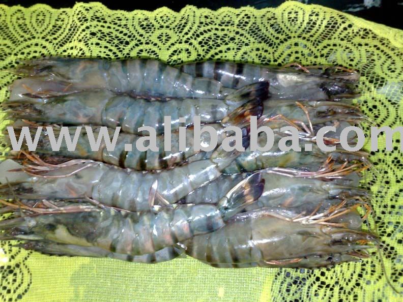  Fresh   Frozen   Shrimp s