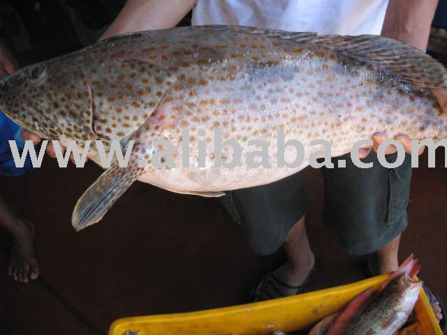 Giant Grouper