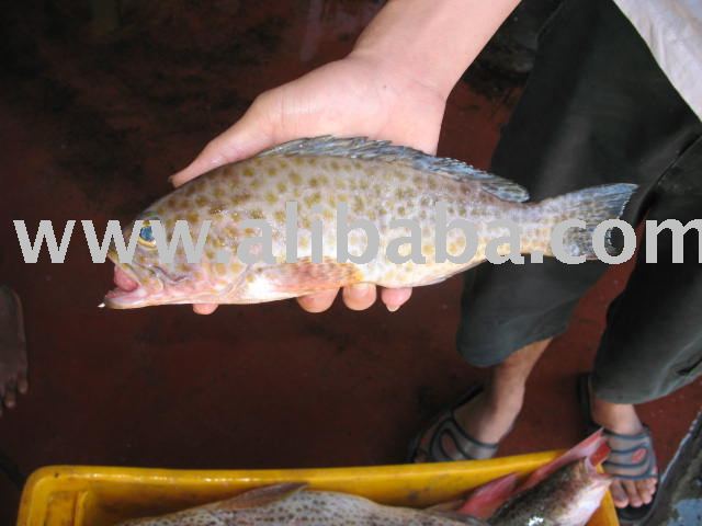 Tiger Groupers (Star Kerapu)