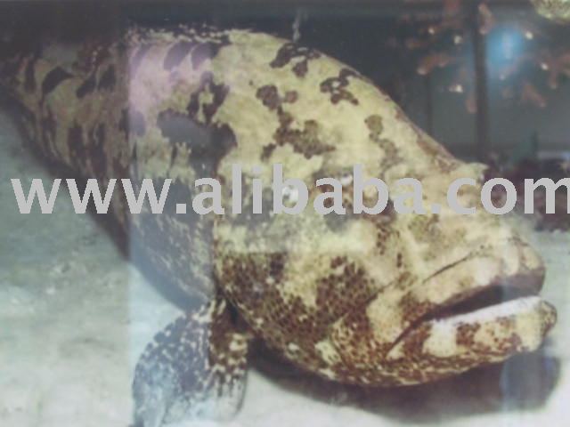 Dragon Groupers