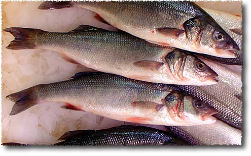 frozen Sea Bass