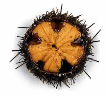 Sea Urchin (Loxechinus Albus)