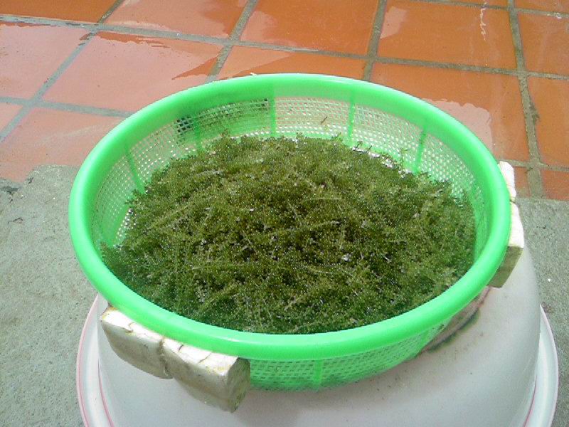 High Quality Seaweed ( Caulerpa Letillifera )