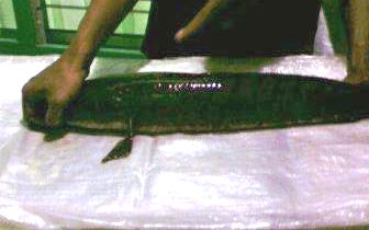 Frozen The Snakehead  Fish   Fresh   Water  (Chana Sp)