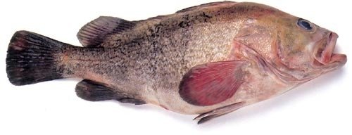 grouper