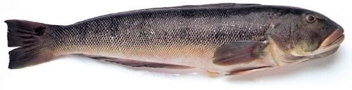 salmon