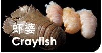 crayfish