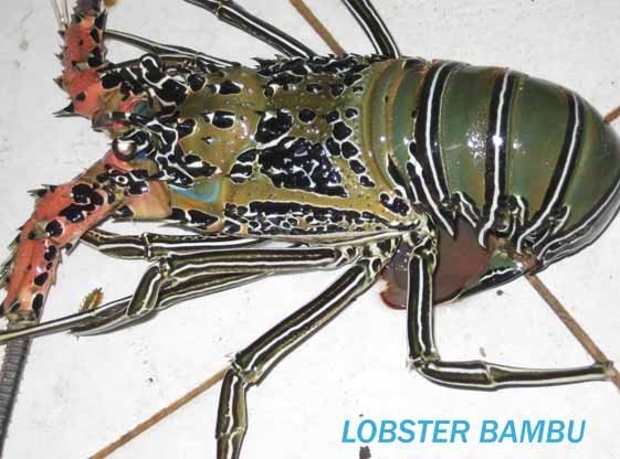 lobster