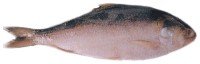 Nga Tha Lauk   Fish