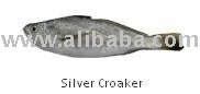 Silver fresh Croaker fish