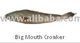 Big Mouth  fresh Croaker fish