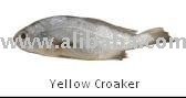Yellow fresh Croaker fish