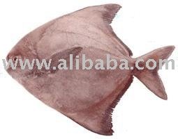 Chinese fresh Pomfret  fish