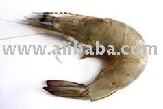 White  fresh   Prawn 