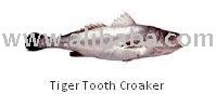 Tiger Tooth  fresh Croaker  fish 