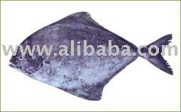 Black  fresh Pomfret fish