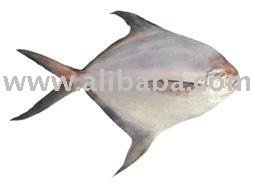 Silver  fresh pomfret fish