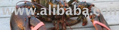 Fresh Live Lobster