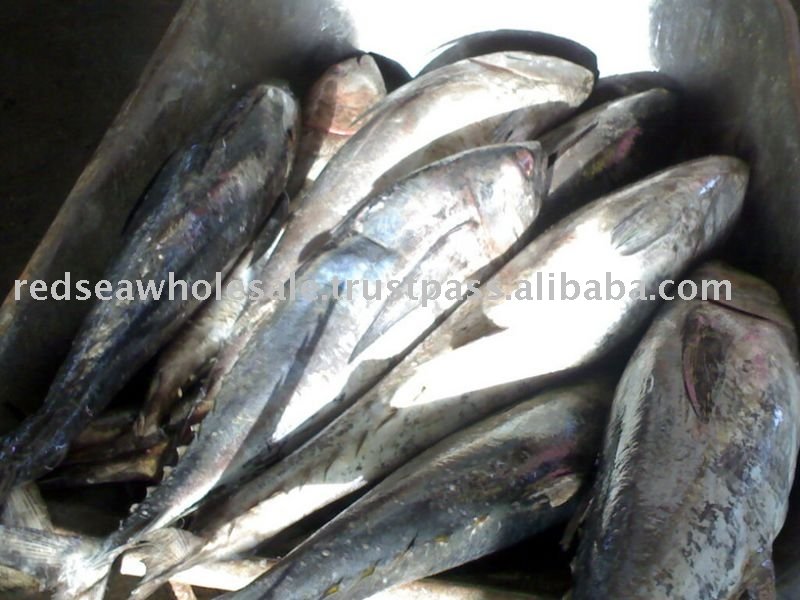 Tuna