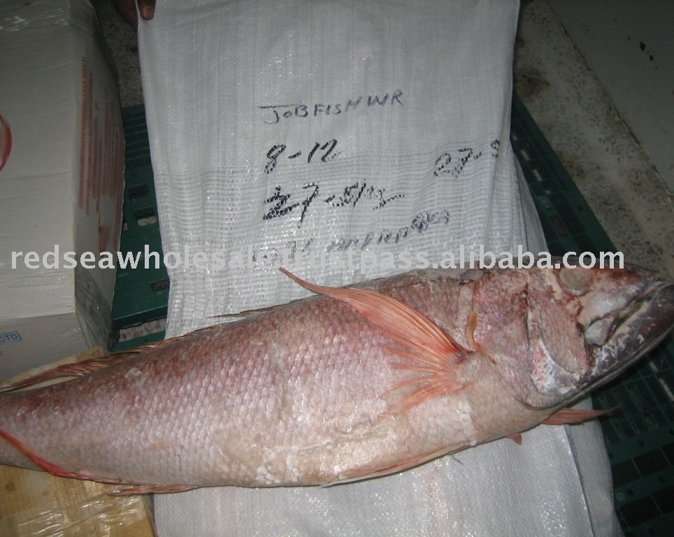 Job Fish