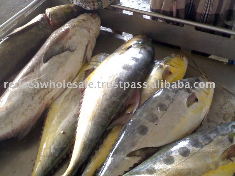 Queenfish