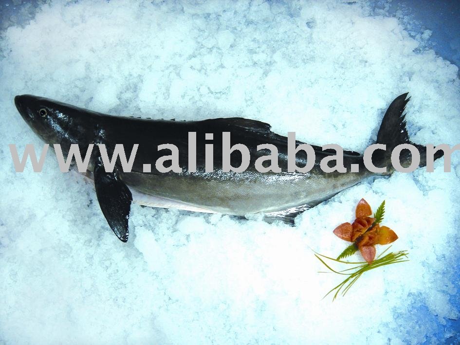 Fresh Cobia