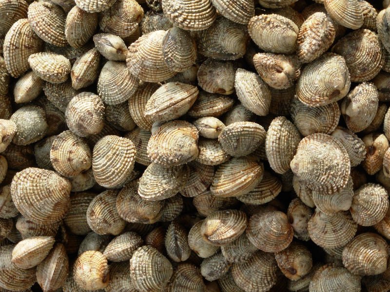 warty  venus 