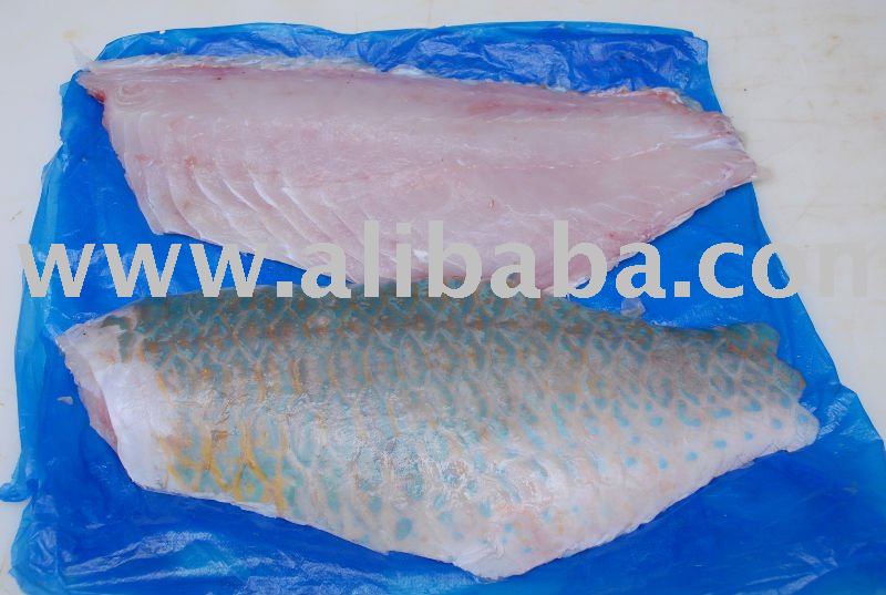  Parrot  fish