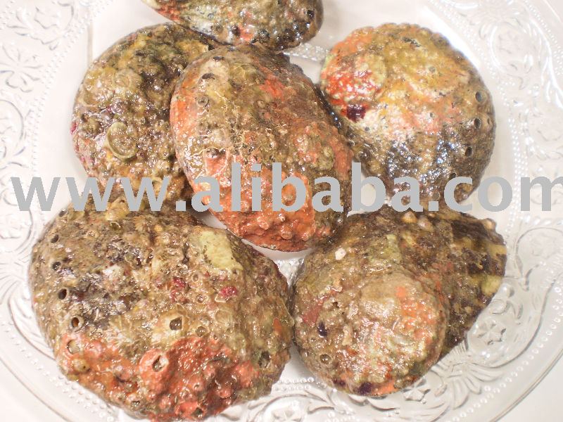 Fresh Red Abalone